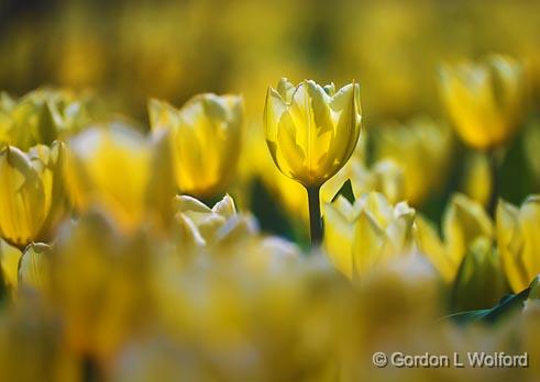 Backlit Yellow-White Tulips_48072.jpg - Photographed near Ottawa, Ontario - the Capital of Canada.